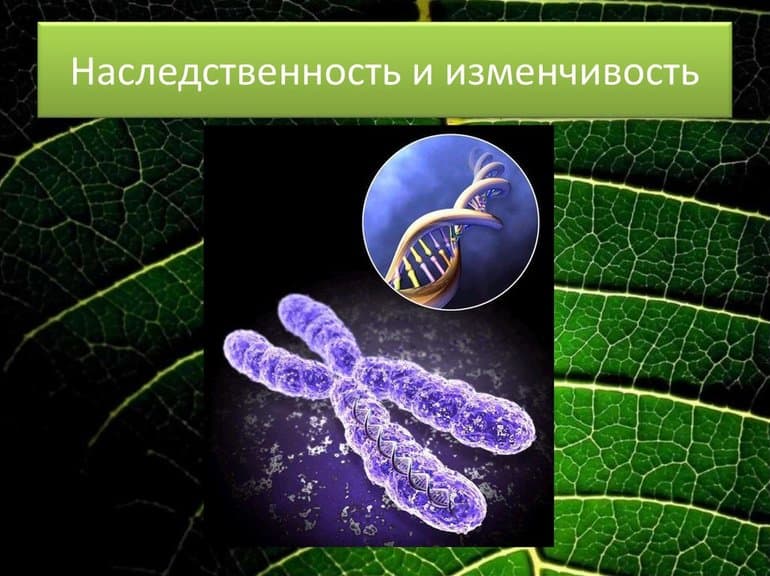 Типы распределения популяций — признаки, структура и примеры
