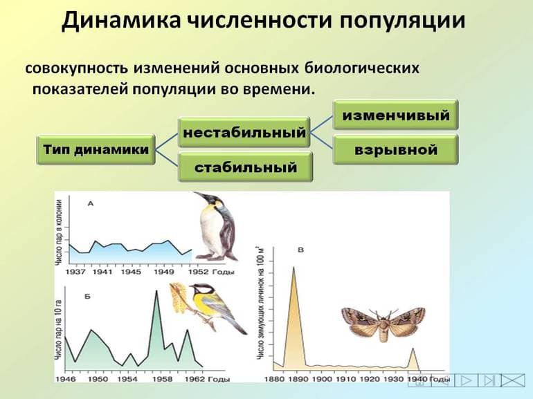 Типы распределения популяций — признаки, структура и примеры
