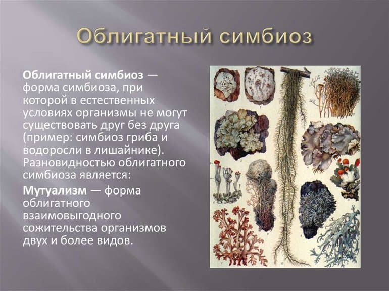 Типы взаимоотношений между организмами &mdash; описание и примеры