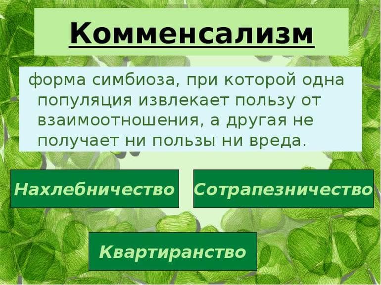 Типы взаимоотношений между организмами &mdash; описание и примеры