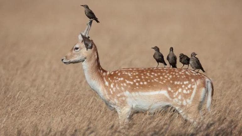 Типы взаимоотношений между организмами &mdash; описание и примеры