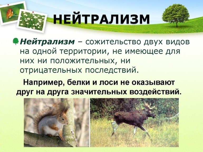 Типы взаимоотношений между организмами &mdash; описание и примеры