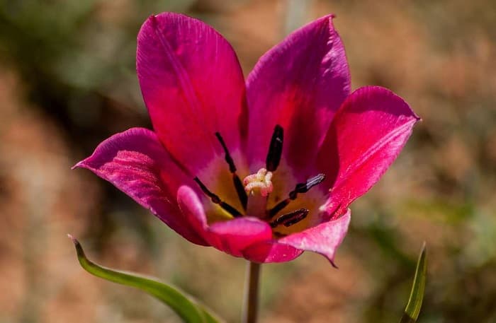 Тюльпан — описание, строение и виды цветка