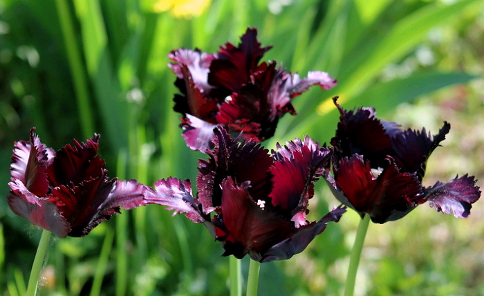 Тюльпан — описание, строение и виды цветка