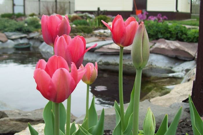 Тюльпан — описание, строение и виды цветка