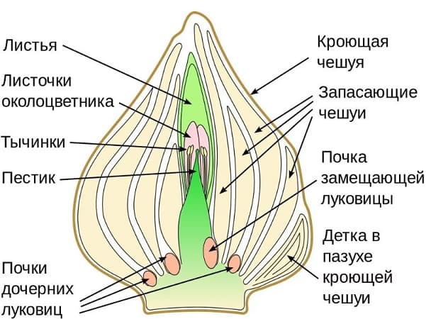 Тюльпан — описание, строение и виды цветка