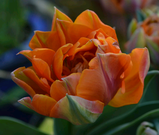 Тюльпан — описание, строение и виды цветка