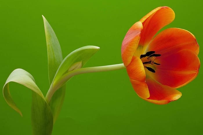 Тюльпан — описание, строение и виды цветка