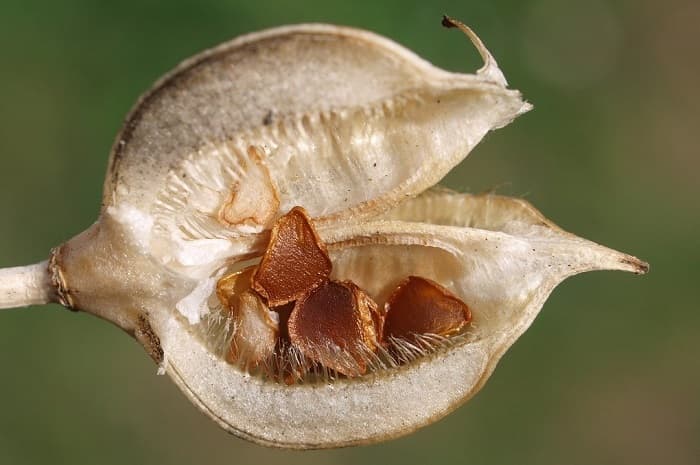 Тюльпан — описание, строение и виды цветка