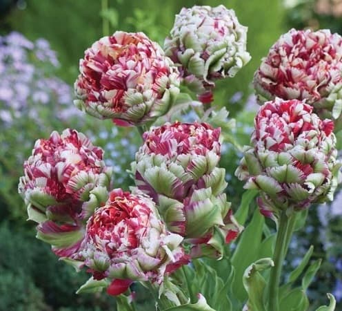 Тюльпан — описание, строение и виды цветка