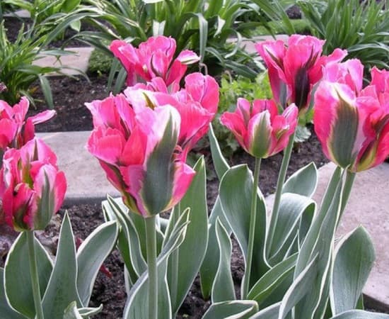 Тюльпан — описание, строение и виды цветка