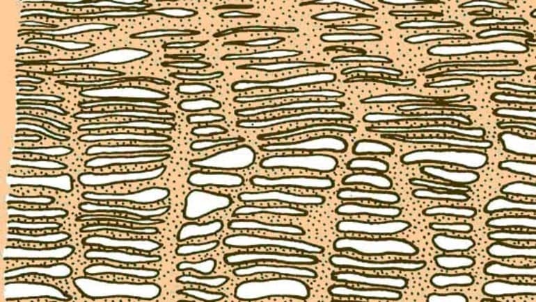Ткани растений &mdash; структура, классификация и основные функции
