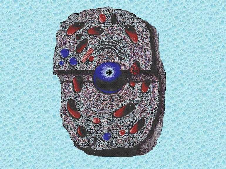 Ткани растений &mdash; структура, классификация и основные функции