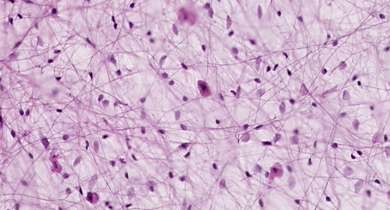 Ткани животных и их функции, таблица