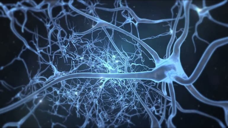 Ткани животных и их функции, таблица