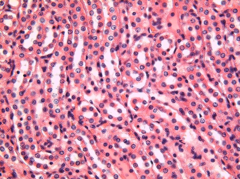 Ткани животных и их функции, таблица