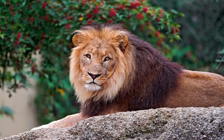 Ткани животных и их функции, таблица