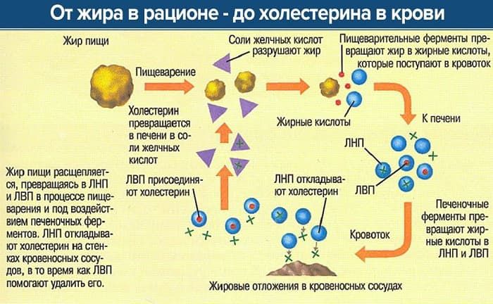 Триглицериды &mdash; определение, норма в крови и биологическая роль