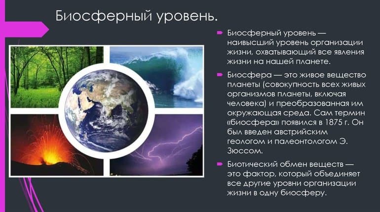 Уровни организации живой природы — таблица характеристик, свойства и структура