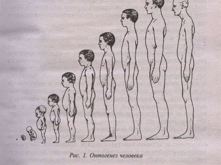 Уровни организации живой природы — таблица характеристик, свойства и структура