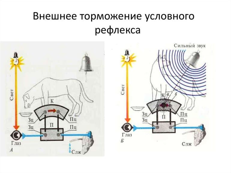 Условные и безусловные рефлексы &mdash; виды, классификация и отличия