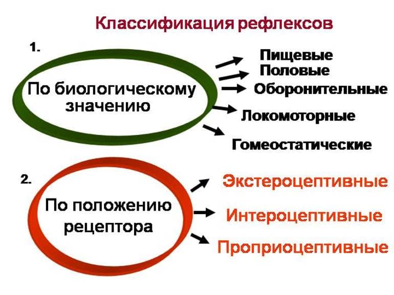 Условные и безусловные рефлексы &mdash; виды, классификация и отличия