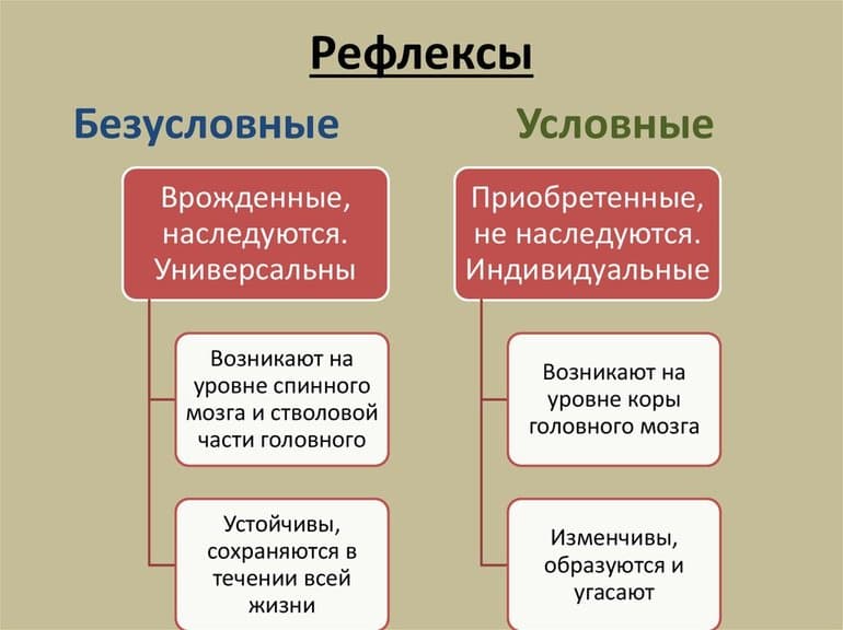 Условные и безусловные рефлексы &mdash; виды, классификация и отличия