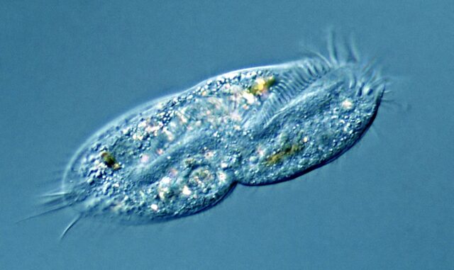 Вакуоль: строение и функции&nbsp; в клетке, какова роль, особенности кратко (9 класс, биология)