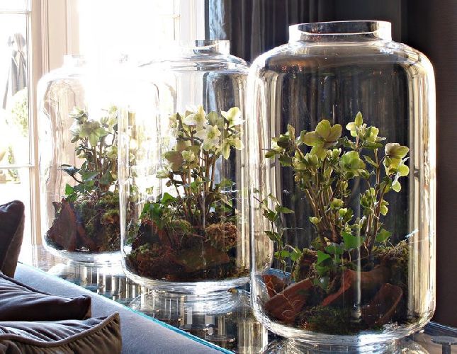 Вегетативное размножение культурой ткани растений- метод и примеры кратко (6 класс, биология)