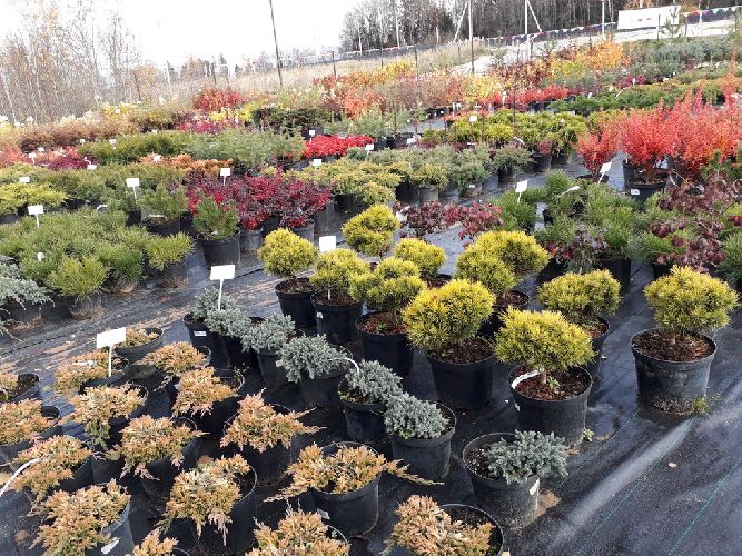 Вегетативное размножение культурой ткани растений- метод и примеры кратко (6 класс, биология)