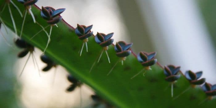 Вегетативное размножение покрытосеменных растений &ndash; таблица (6 класс, биология)