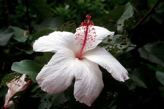 Вегетативное размножение покрытосеменных растений &ndash; таблица (6 класс, биология)