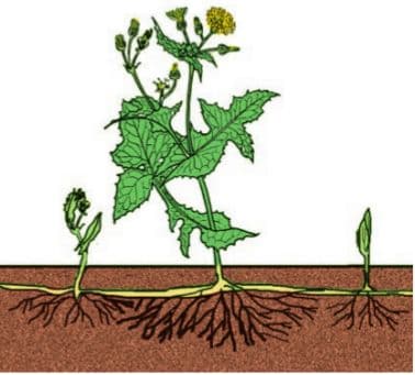 Вегетативное размножение покрытосеменных растений &ndash; таблица (6 класс, биология)