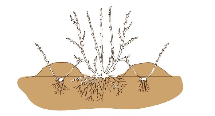 Вегетативное размножение растений стеблевыми и листовыми черенками &ndash; виды, способы и примеры кратко (6 класс, биология)