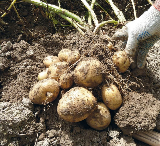 Вегетативное размножение растений &mdash; виды, способы, примеры