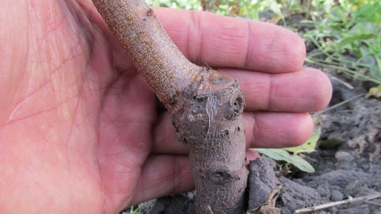 Вегетативное размножение растений &mdash; виды, способы, примеры