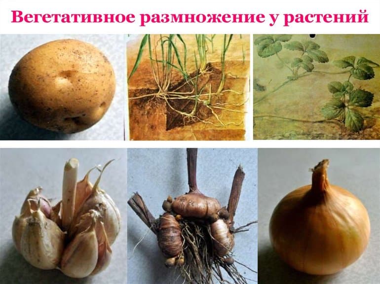 Вегетативное размножение растений &mdash; виды, способы, примеры