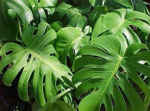 Видоизменение листьев растения как боковых органов побега в таблице (биология, 6 класс)