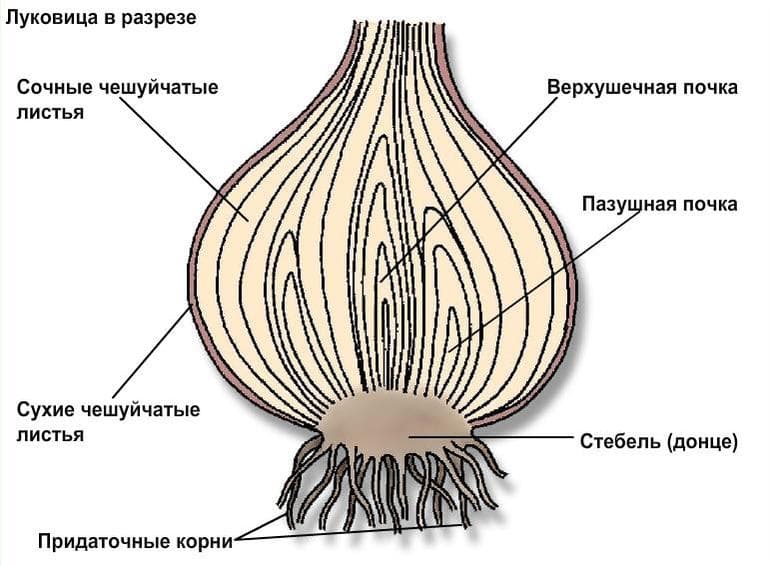 Видоизменения побегов растений — особенности строения, функции и примеры