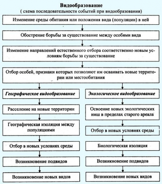 Видообразование в биологии &mdash; этапы, факторы и примеры образования новых видов
