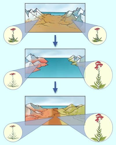 Видообразование в биологии &mdash; этапы, факторы и примеры образования новых видов