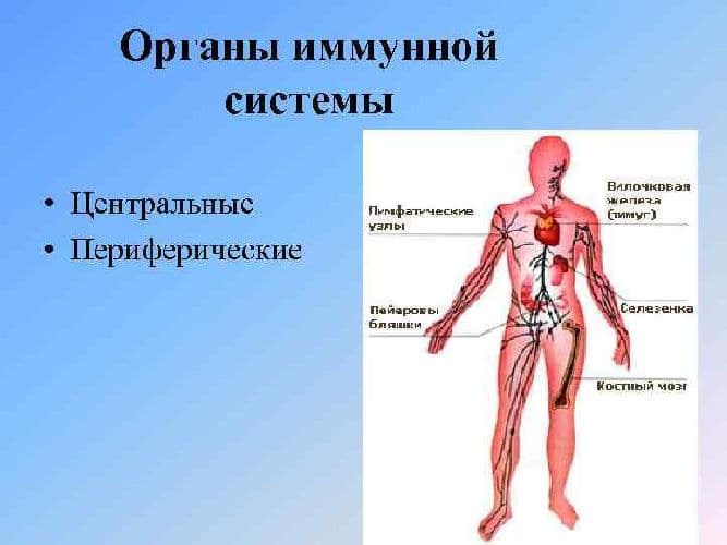 Виды иммунитета в таблице