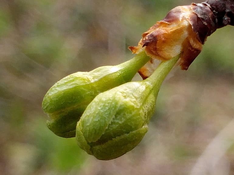 Виды растений &mdash; классификация и общая характеристика групп