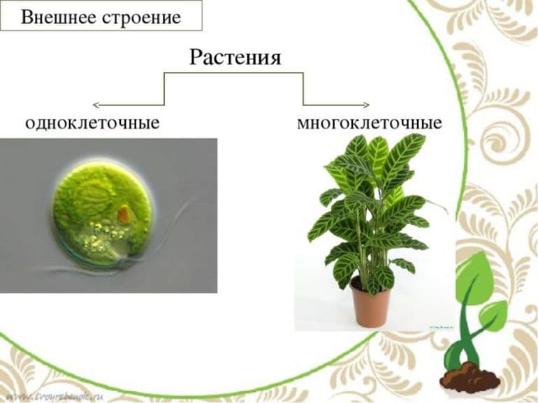 Виды растений &mdash; классификация и общая характеристика групп
