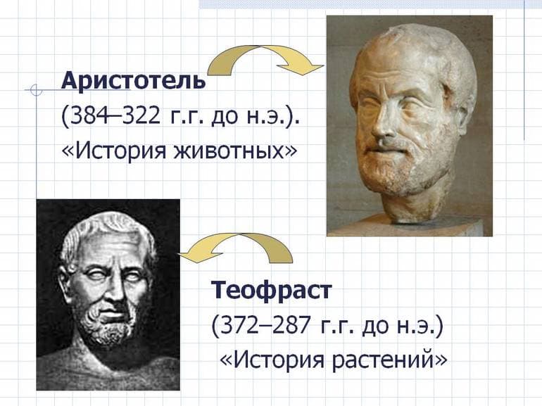 Виды растений &mdash; классификация и общая характеристика групп