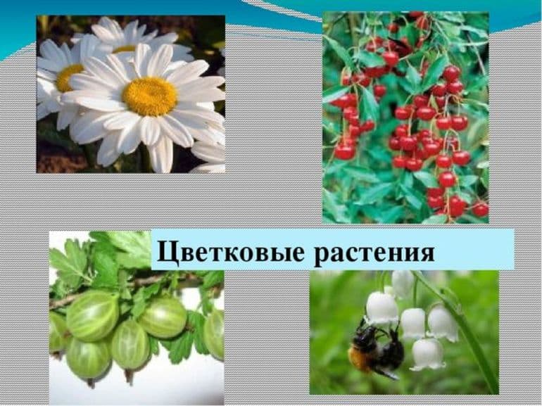 Виды растений &mdash; классификация и общая характеристика групп