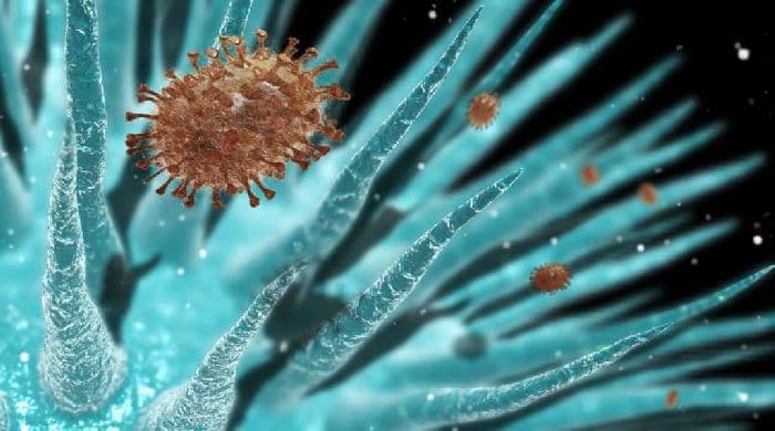 Вирусы &ndash; виды и названия, какие бывают (биология, 6 класс)