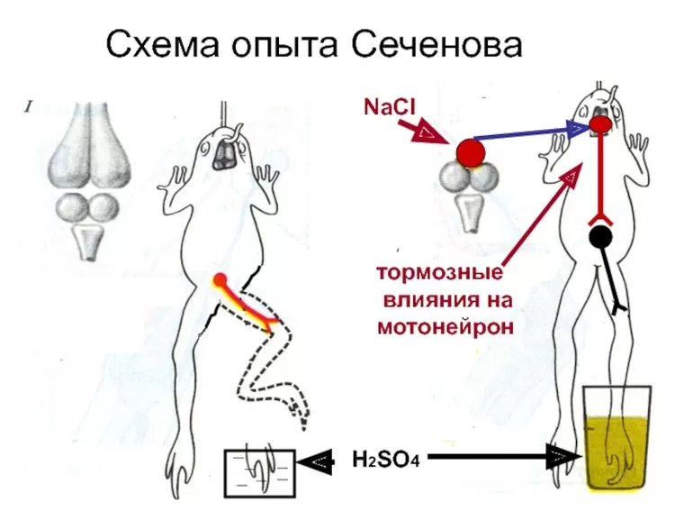 Вклад И.М. Сеченова в биологию &mdash; основные достижения и труды