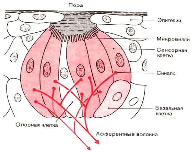 Вкус – анализатор и его роль в организме (биология 8 класс)