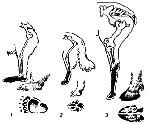 Внешнее строение млекопитающих &ndash; черты и признаки